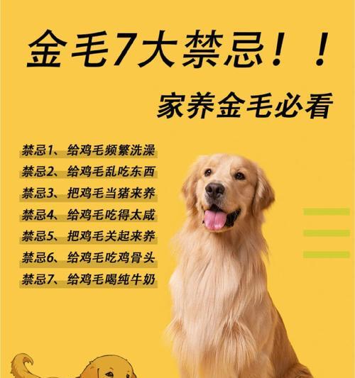 金毛幼犬饮食指南：健康营养与喂养技巧(图3)