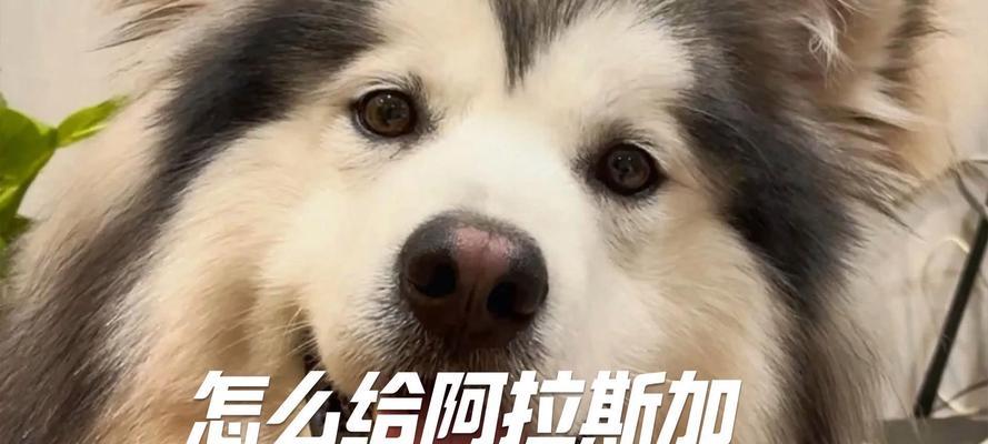 阿拉斯加成犬最佳狗粮推荐