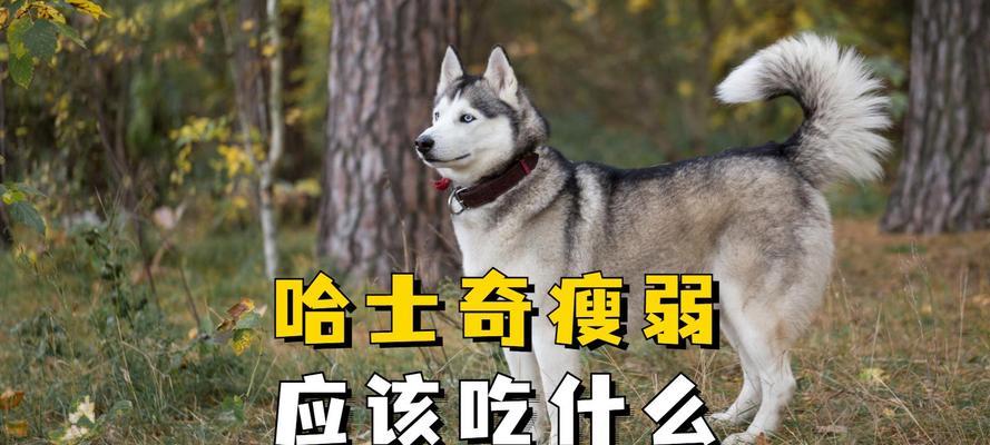 哈士奇健康饮食指南：均衡营养与辅食选择(图1)