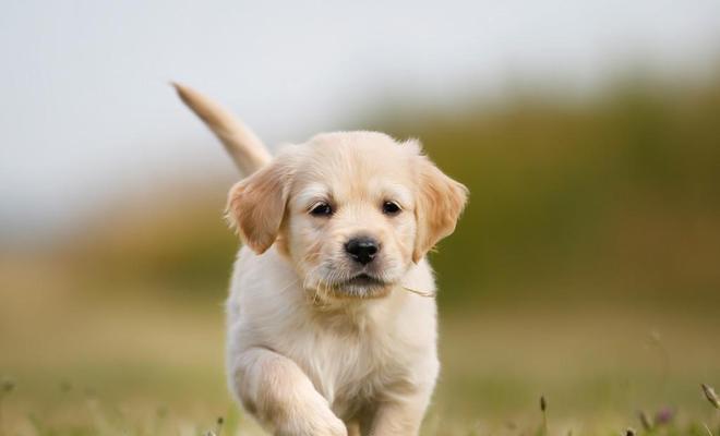 小金毛饮食指南：健康食物与喂养建议(图1)