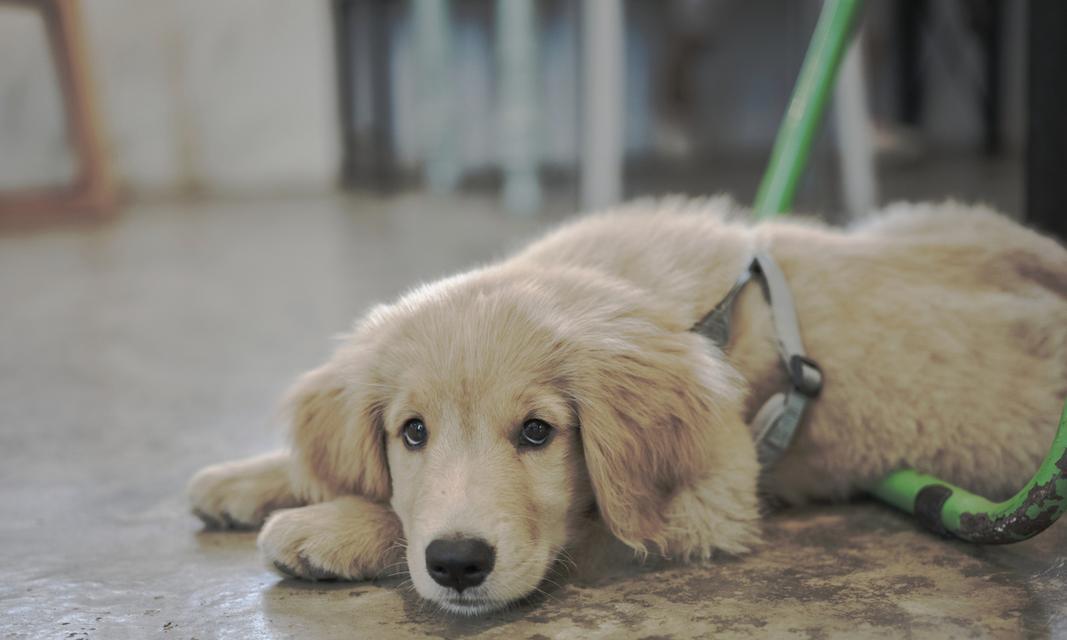 小金毛饮食指南：健康食物与喂养建议(图3)