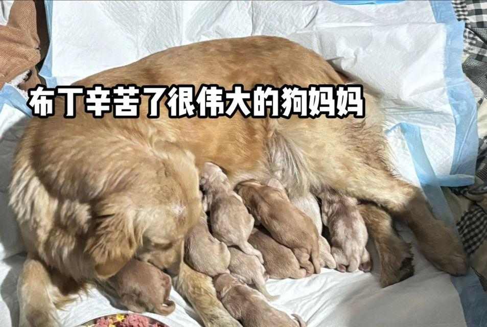 小金毛饮食指南：健康食物与喂养建议(图2)