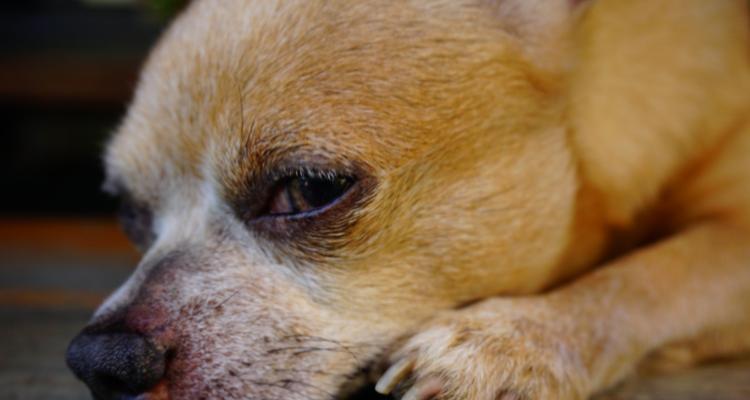 狗狗蛋白质需求及最佳食物选择(图3)