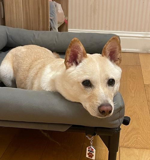 狗狗不愿出门的原因及解决方法(图1)