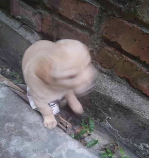 狗狗不愿出门的原因及解决方法(图2)