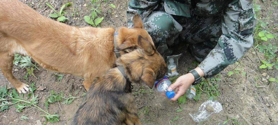 狗狗服用葡萄糖的最佳时机与用途(图1)