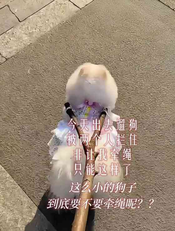 狗狗不愿出门的原因及解决方法(图3)