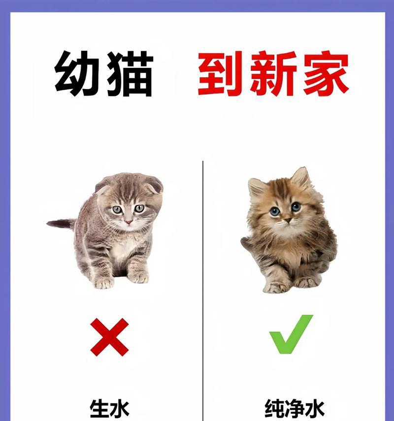 养猫注意事项 家中猫咪护理指南(图3)