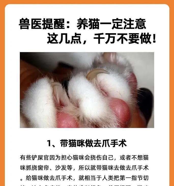 养猫注意事项 家中猫咪护理指南