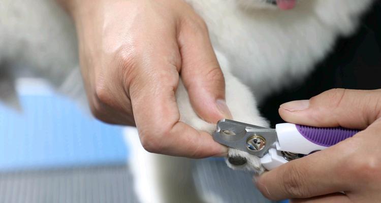 博美拉肚子原因及饮食注意事项(图1)