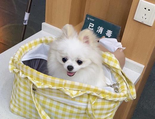 博美拉肚子原因及饮食注意事项(图2)