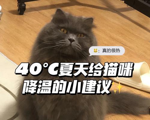 揭秘猫咪排汗方式与健康关系(图1)