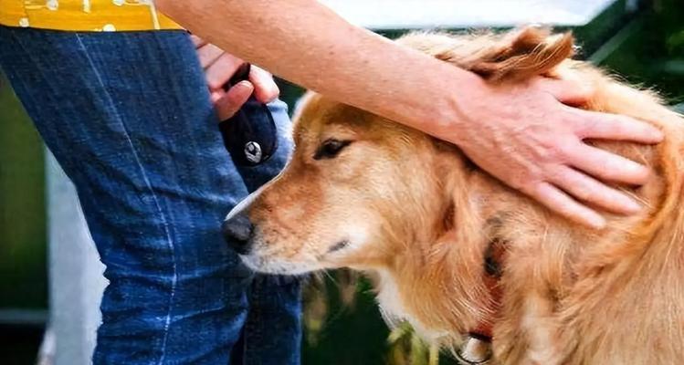 Why Dogs Love Sniffing Human Feet(图3)