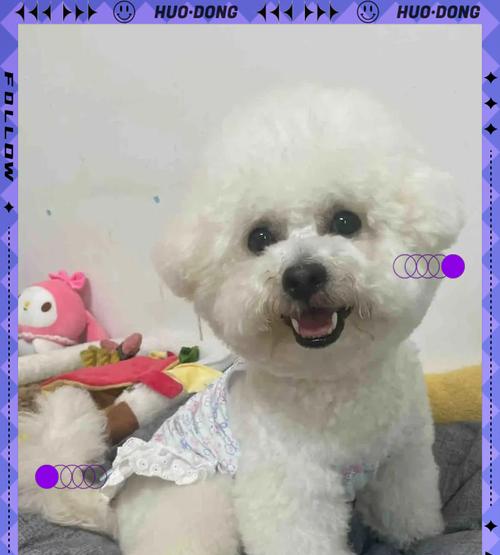 比熊犬不能吃的食物清单(图2)