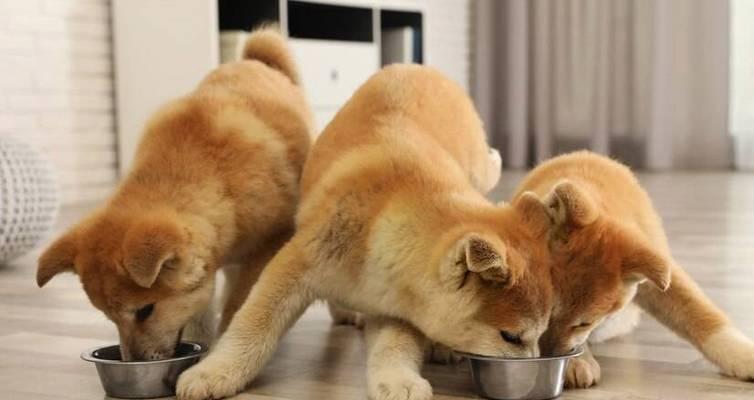 一个月大狗狗饮食指南：营养与喂养建议(图3)
