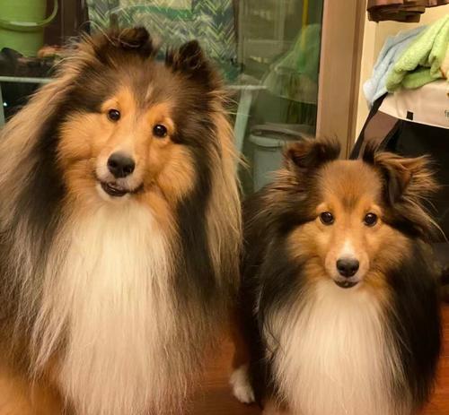 苏牧与喜乐蒂：性格能力背景对比分析(图3)