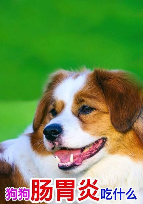 一个月大狗狗饮食指南：营养与喂养建议(图1)