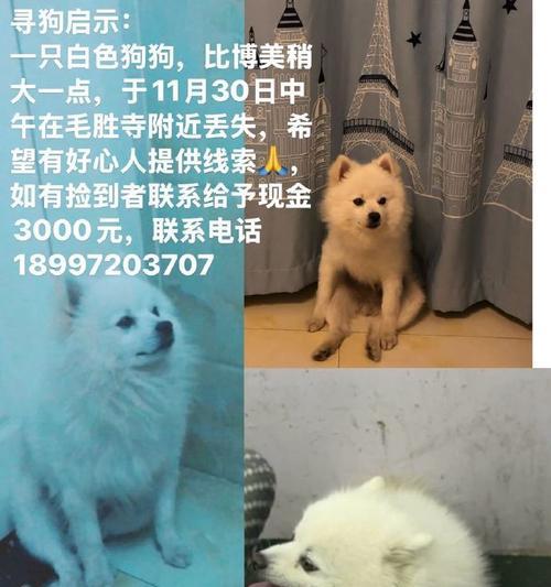 走失狗狗找回电话大全(图3)