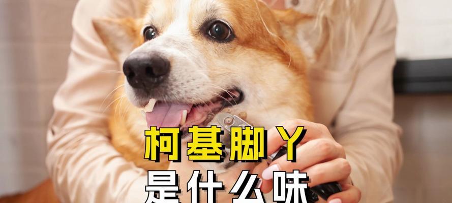 Why Dogs Love Sniffing Human Feet