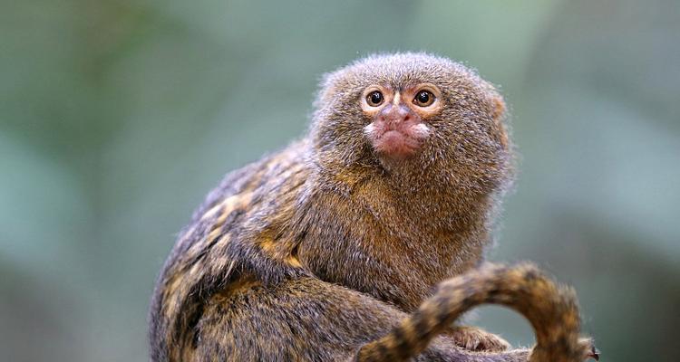 狨猴特征与习性全解析(图2)