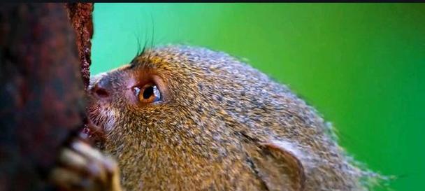 狨猴特征与习性全解析(图1)