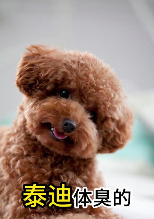 泰迪狗狗口臭原因及解决方法(图3)