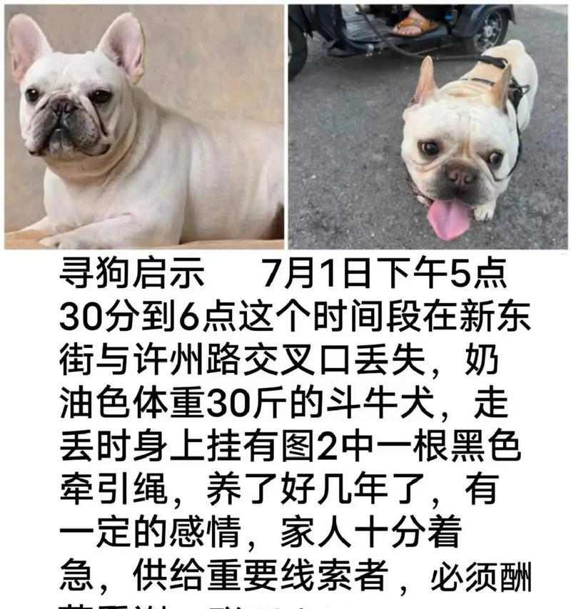 走失狗狗找回电话大全(图1)