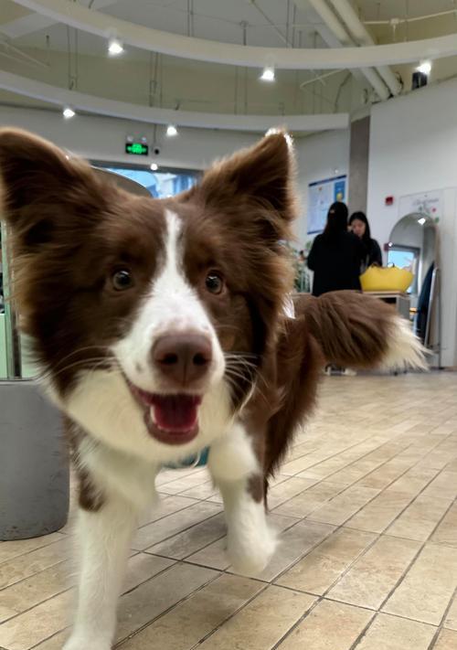 一个月大狗狗饮食指南：营养与喂养建议(图2)