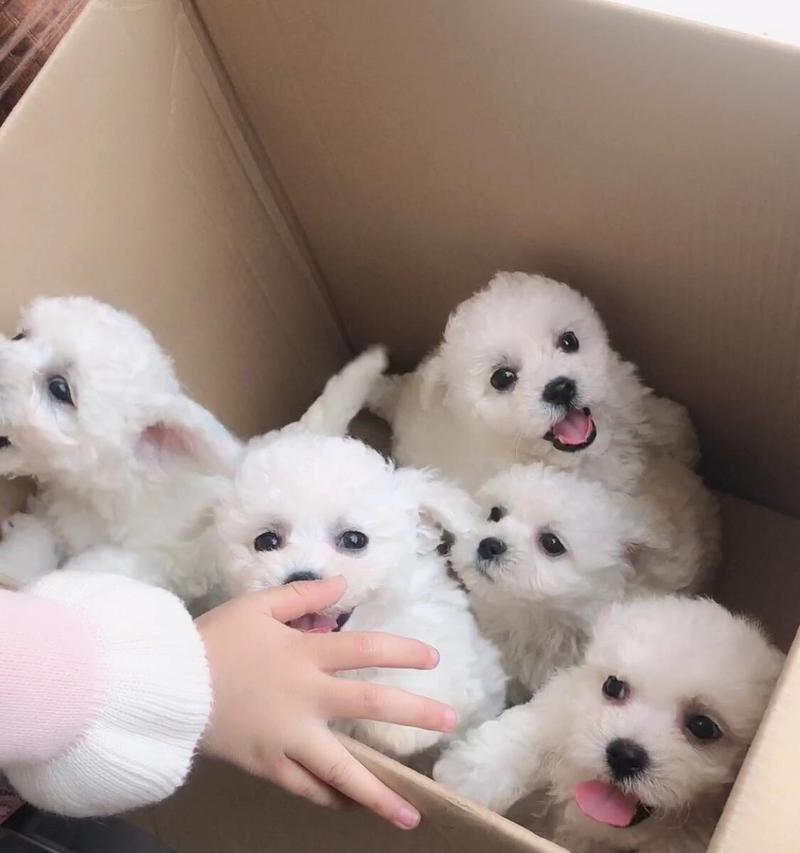 比熊犬不能吃的食物清单