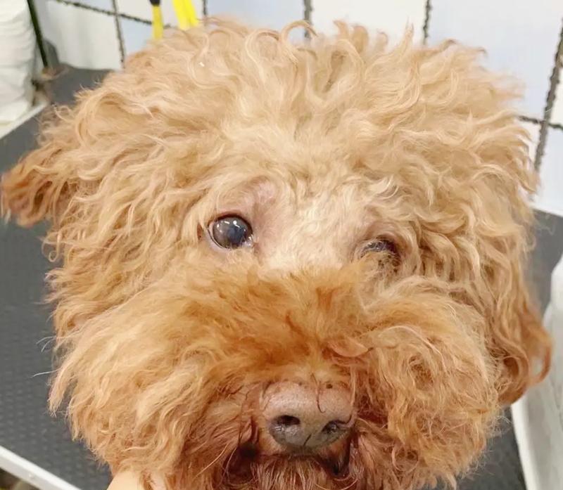 泰迪狗狗口臭原因及解决方法(图2)