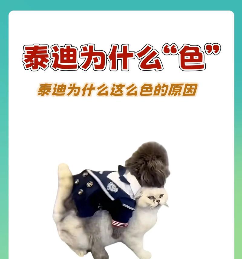 泰迪狗狗口臭原因及解决方法(图1)