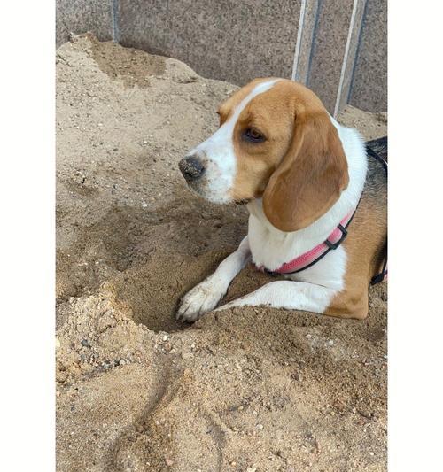 比格变色原理及科学解释(图3)