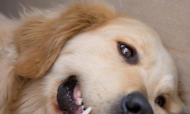 金毛犬最爱水果及营养解析(图3)