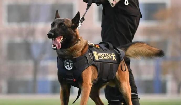 Military Dogs: Types, Training, and Batt