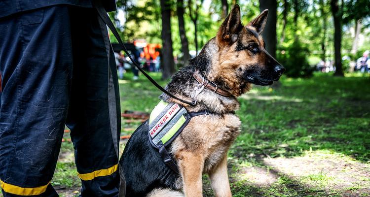 Military Dogs: Types, Training, and Battlefield Roles(图3)