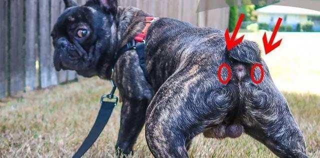 狗狗脱肛原因及预防方法(图1)