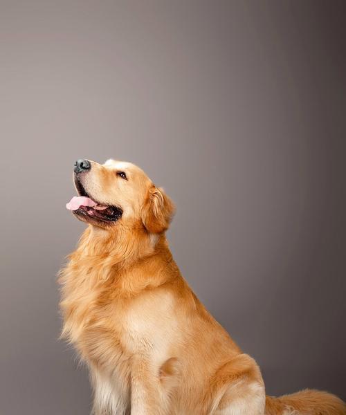 金毛犬最爱水果及营养解析(图2)