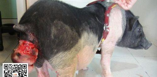 狗狗脱肛原因及预防方法(图2)