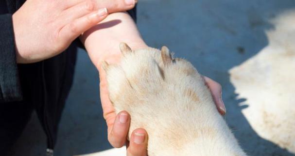 最佳剃毛时间与方法指南