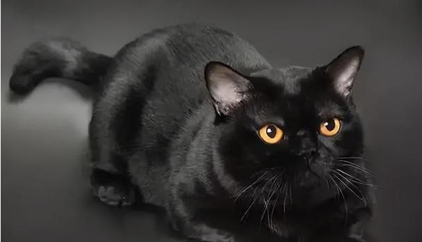 猫眼黑色之谜：神秘与科学的交汇(图1)