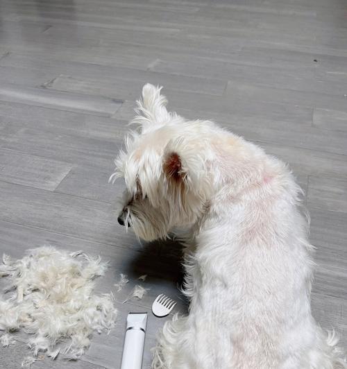 最佳剃毛时间与方法指南(图2)