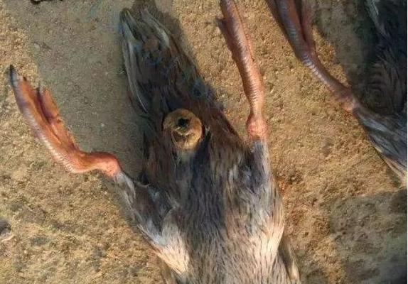 狗狗脱肛原因及预防方法(图3)