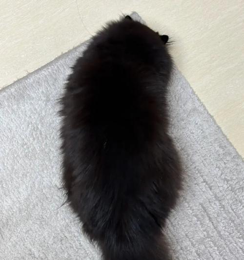 猫眼黑色之谜：神秘与科学的交汇(图3)