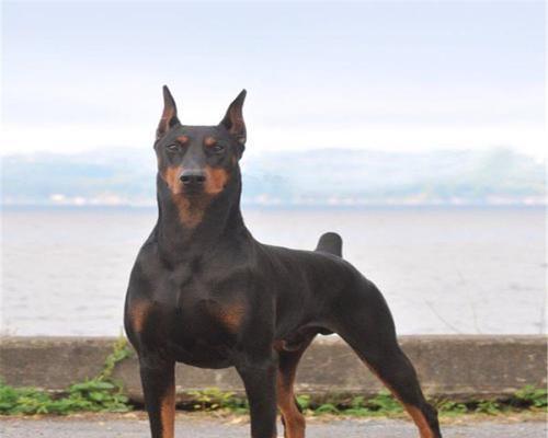 罗威纳犬裁耳争议与动物福利探讨(图2)