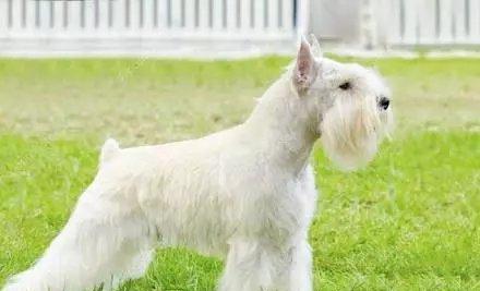 罗威纳犬裁耳争议与动物福利探讨(图1)