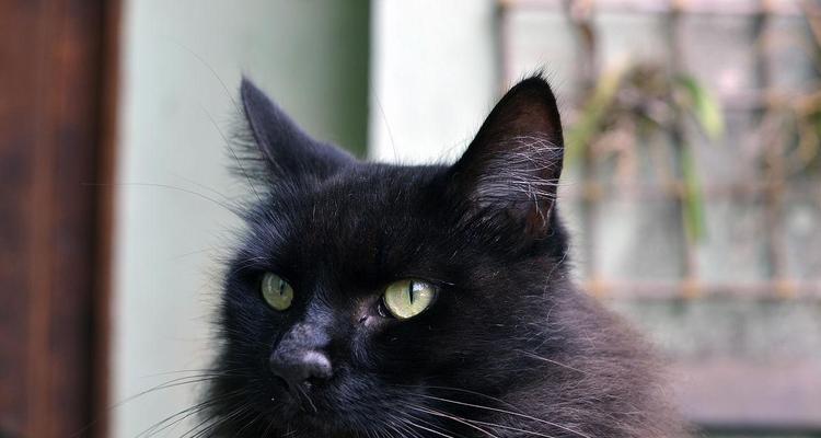 猫眼黑色之谜：神秘与科学的交汇(图2)