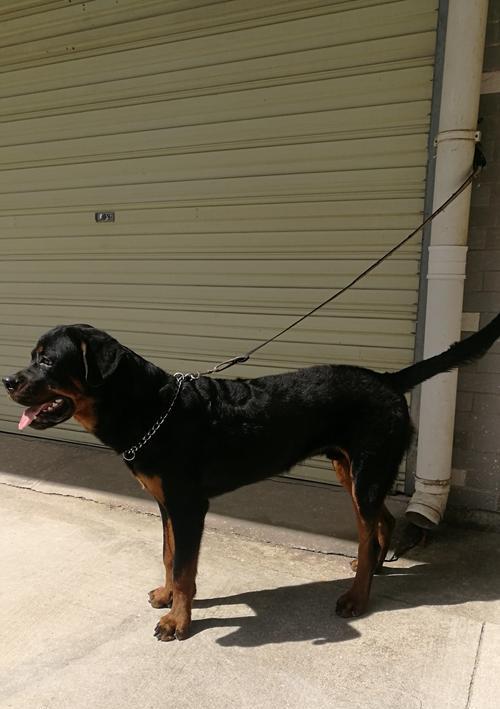 罗威纳犬裁耳争议与动物福利探讨(图3)