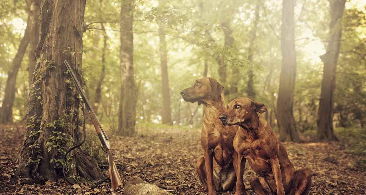 如何挑选适合狩猎的司犬品种(图2)