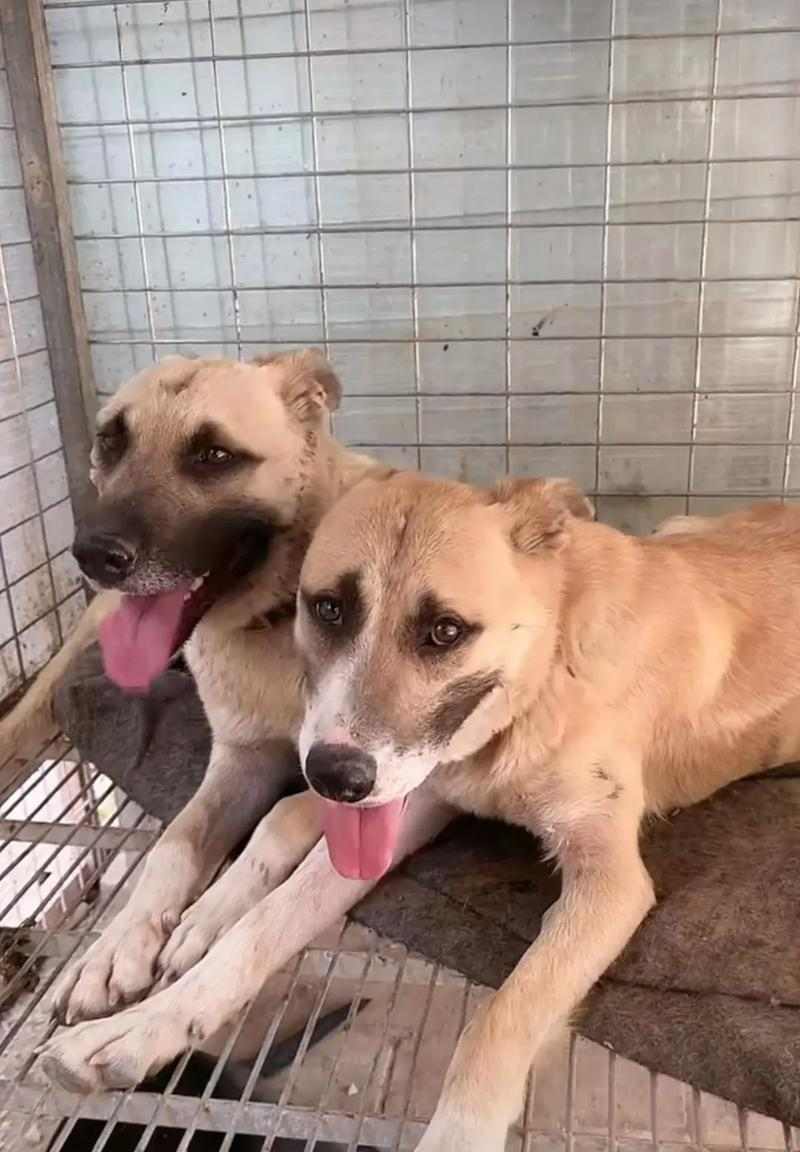 如何挑选适合狩猎的司犬品种(图3)