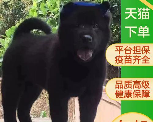 如何挑选适合狩猎的司犬品种